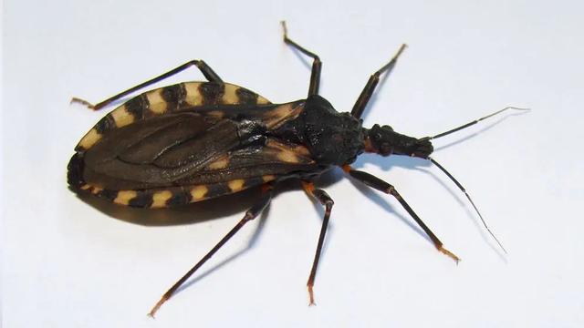 Chagas: Salud reforzó lineamientos de abordaje en el nivel de atención ...